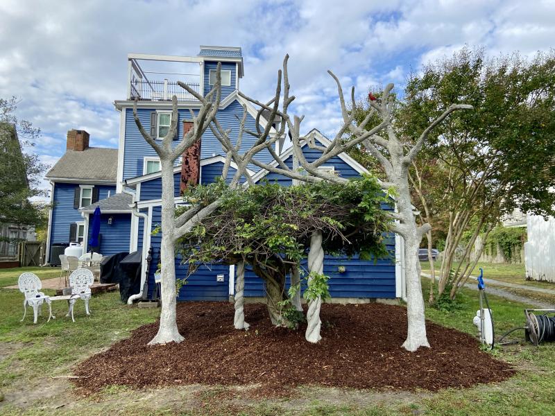 The completed faux bois tree structure provides support for the wisteria to grow up, rather than out. The sculpture has been named “Dance of the Trees.”